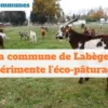 Labège expérimente l’éco-pâturage